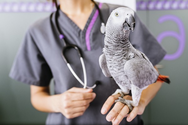 produits-veterinaires-pharmacie-du-faubourg-de-mons-maubeuge